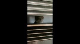 Rescuing A Cat Behind The Microwave
