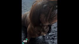 Top Cute Kitten and Puppy Moments