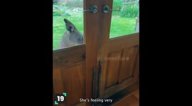 Insane Wild Animal Moments