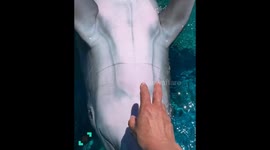 Funny Dolphin Moments