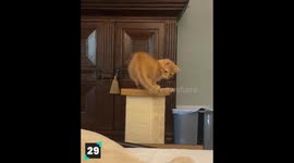 The World's Cutest Kittens