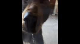 Top Wild Bear Encounters