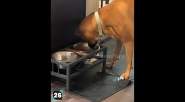 Pets Love Food