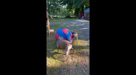 Weimaraners Playing With The Horses' Ball