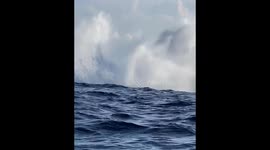Epic Whale Encounters