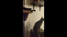 New Cat Teaches Old Cat a Shortcut