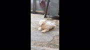 temp