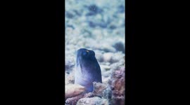 Gold-Specs Jawfish Comes Out of Hiding
