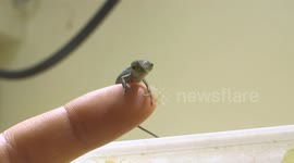 Critically endangered chameleon has babies at zoo in Austria