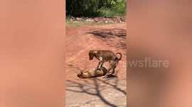 Cute dog drags sleeping pooch to wake him up