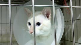 Rescued three-legged cat recovers from injury and lives his best life