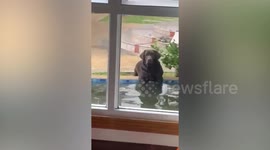 Owner sees pet dog dipping its legs in pond