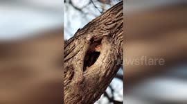 Sleepy Owl Emerges from Nest Hole in Austin, USA Captivating Residents