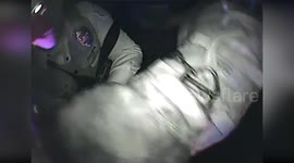 Heroic K-9 Survives Stabbing, Returns Home Victorious in Kalamazoo, USA