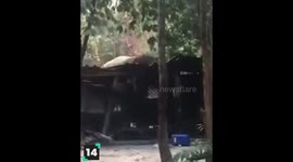 Hall of Fame Wild Elephants