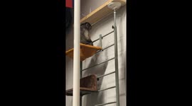 Monkey showcases impressive building skills in heartwarming learning journey