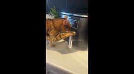Bengal Cat Opens Air Fryer