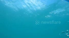 Diver Has Close Call With Watercraft