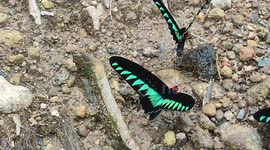 Rajah Brooke's birdwing, is a birdwing butterfly. Trogonoptera brookiana, Rajah Brooke's birdwing, is a birdwing butterfly from the rainforests of the Thai-Malay Peninsula, Borneo, Natuna, Sumatra, and various small islands west of Sumatra