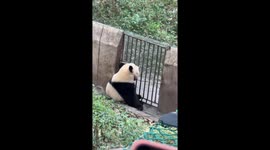 Panda unlocks gate at her zoo enclosure in China