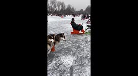 Electric dog-powered sled: a comical scene in Beijing's Shichahai Park