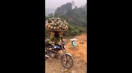 Men carry 160 kg baskets of pineapples on motorbikes and climb 3-meter-high ladders to dump them onto the truck