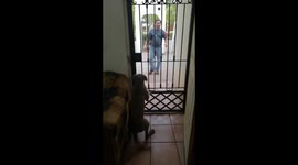 Dog Causes Chaos When Favorite Person Arrives