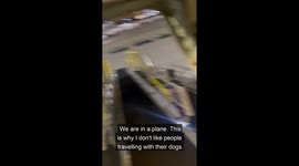Dogs Tremble In Plane's Cargo Hold