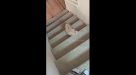 Little pup going down stairs like a boss.