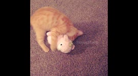 Kitten's UFC fighting