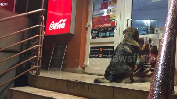 Begging dog keeps store owner 'hostage' in her own shop