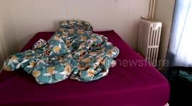 Dog gets stuck under his blanket