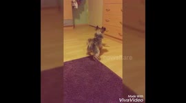 Yorkie scared of our new kitty