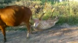 Bull has a nightmare trying to mate with cow
