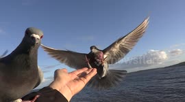 Pigeon Acrobats Perform on Scarborough Seafront (Funny)
