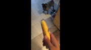 temp