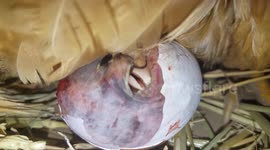 Close-up footage of a chicken hatching her first chick