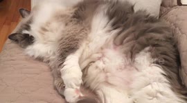 Fluffy kitty refuses to wake up