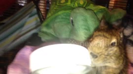 Degu Learns How to Open the Jar of Treats by Herself!