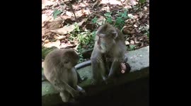 Monkey video - ubud,Bali @jess_lynn118