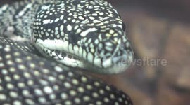 ASTRO...  the Diamond Python eating his Monthly RAT !!