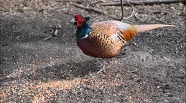 Happy pheasant in the woods