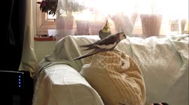 Cockatiel trying to mate with a cushion!