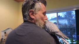 Phoebe Cockatiel Beard Groomer