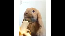 @zlatan_thebunny