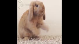 @zlatan_thebunny