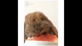 @zlatan_thebunny