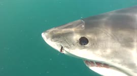 Great white sharks actually have bright blue eyes