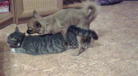 Dog trying to mate with a cat