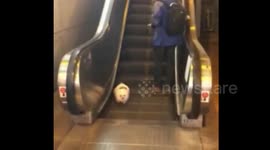 Puppy tries to walk 'against the grain' on an escalator
